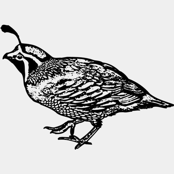 BIRD068 Thumbnail