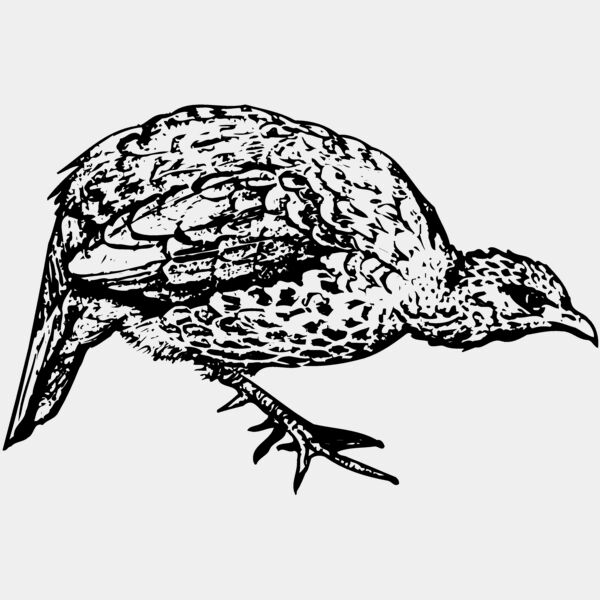 BIRD071 Thumbnail