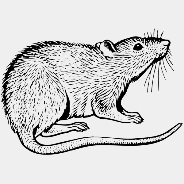 MOUSE003 Thumbnail